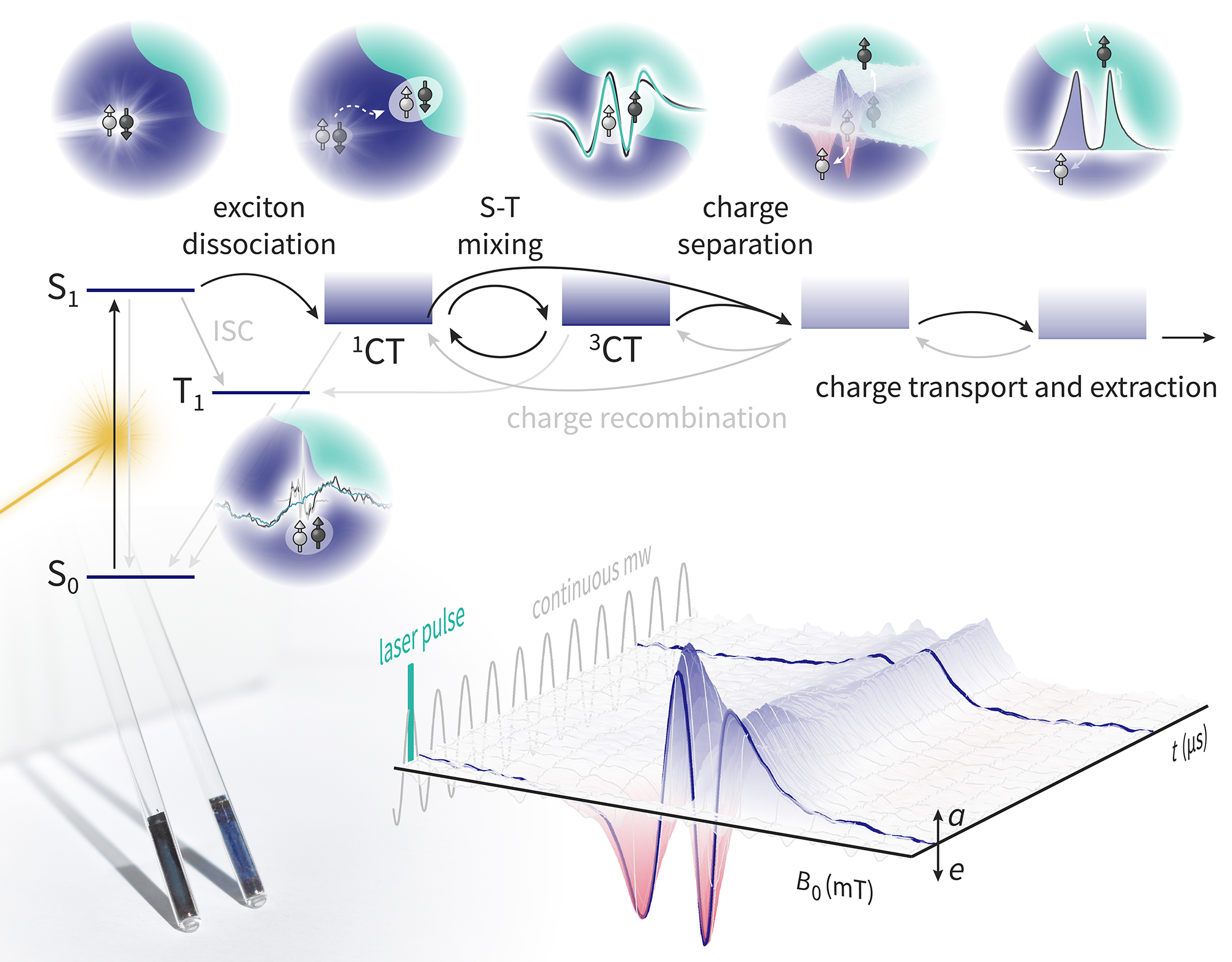 Paramagnetic species involved in the photovoltaic mechanism in organic photovoltaics studied by EPR